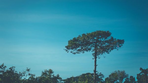 Photo of a tree that stands taller than those surrounding it.