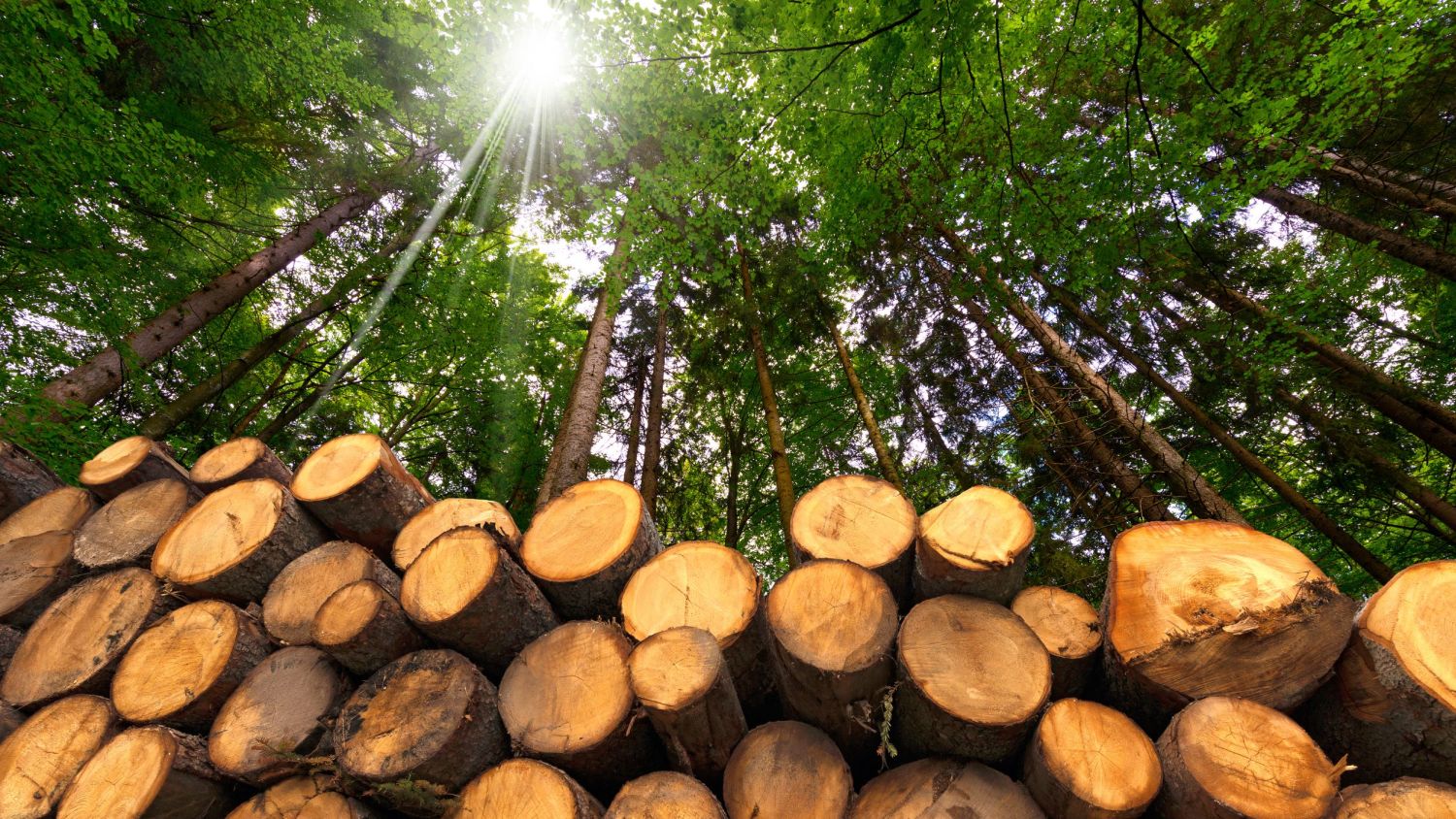 Researchers will collate data on the potential strength grading of different species of English timber.