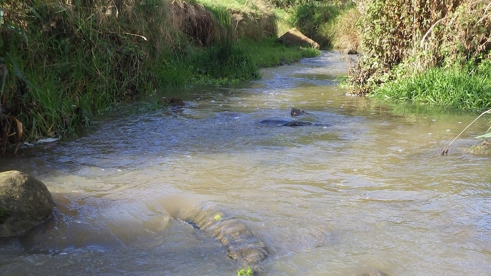 Pitty Beck pollution