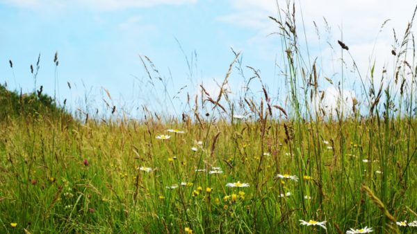 Biodiversity net gain environment