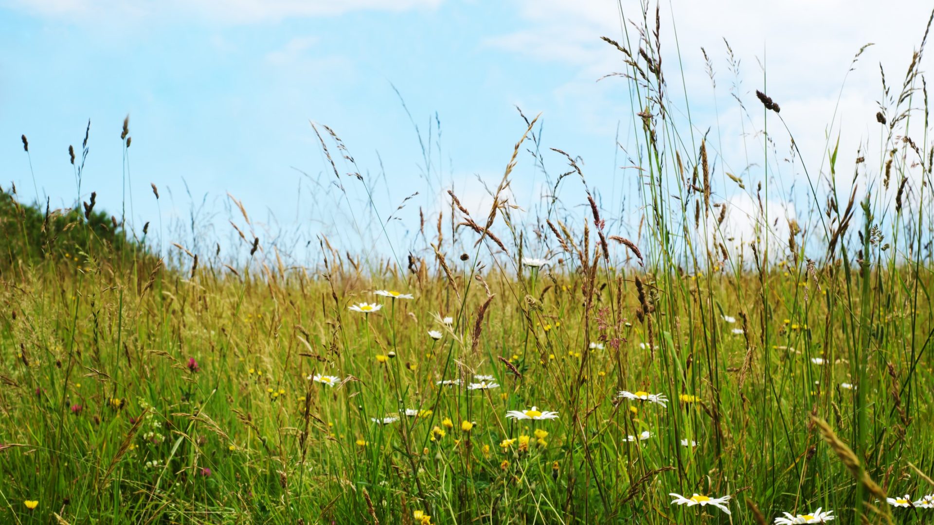 Biodiversity net gain environment 