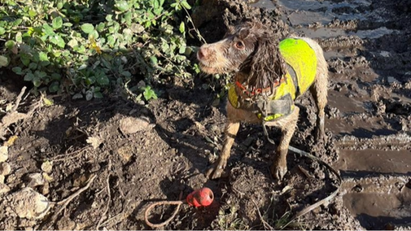 A dog in a high-vis coat covered in mud.