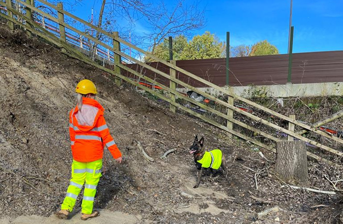 National Highways dogs
