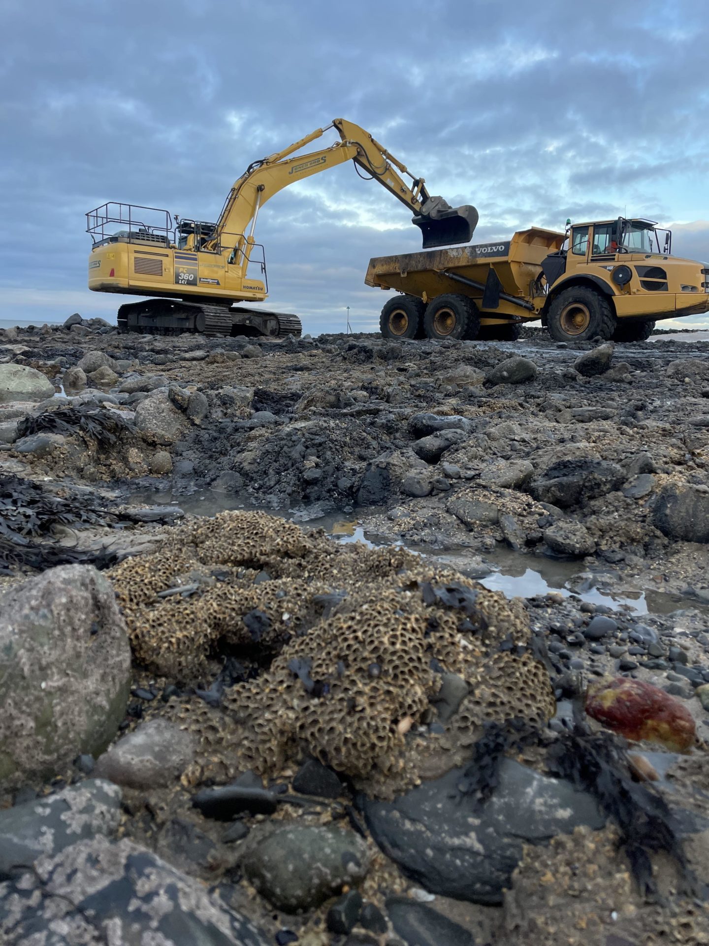 Jones Bros reef worms