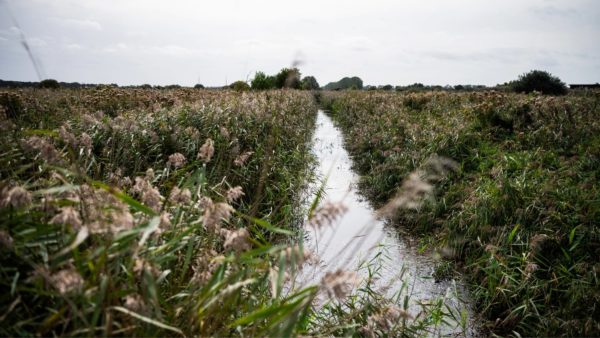 A field with a stream.