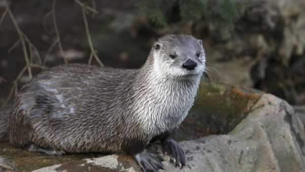 An otter