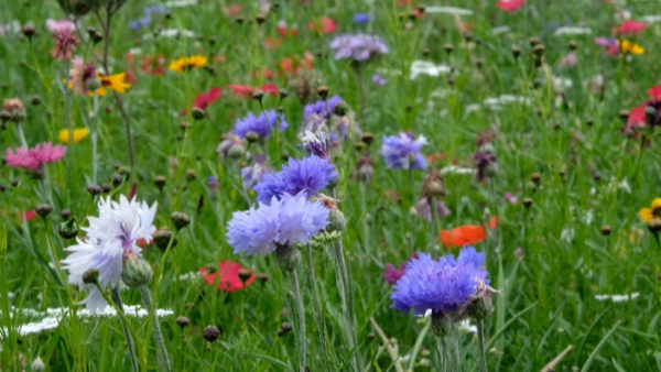 Close up of purple and red flowers in a field.