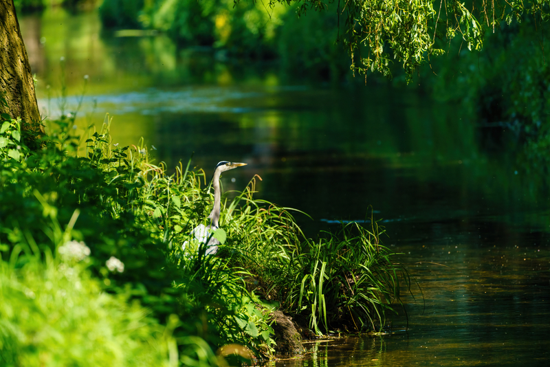 Amey biodiversity training - Grey Heron (Ardea Cinerea) standing on banks of a small river in the UK - Biodiversity - CIOB