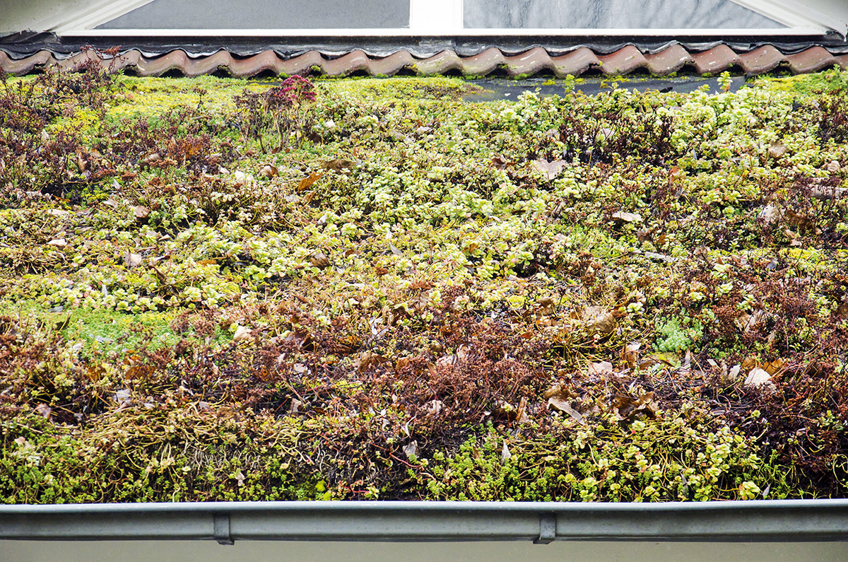 Fire safety green roofs