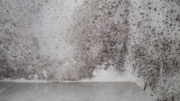 Black damp patches in white bath roof - Professor Michael Parrett argues that Awaab's Law should go further in its first phase