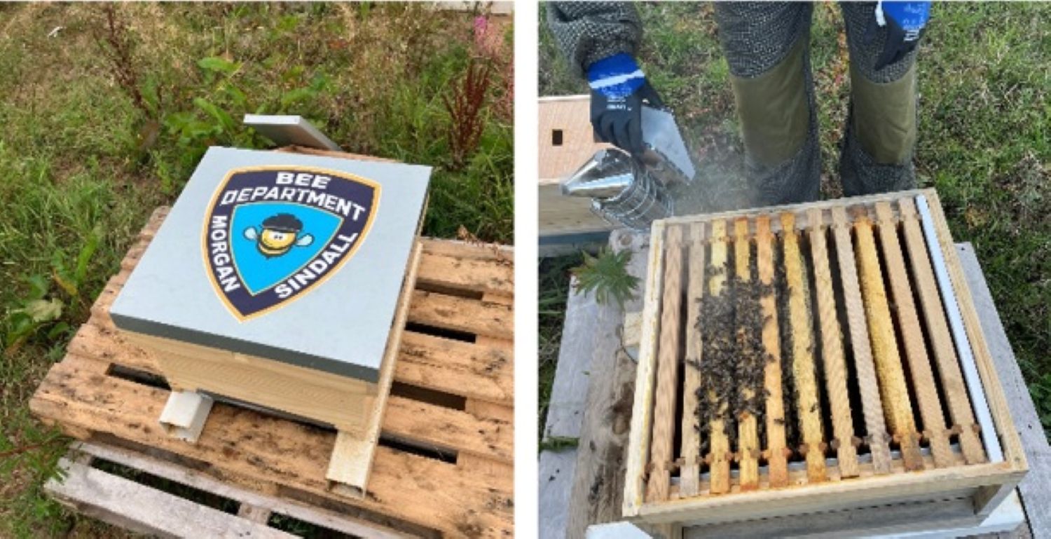 Morgan Sindall bee department image CCS